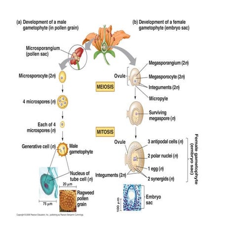 Bio 130 microsporogenesis gametogenesis 2013
