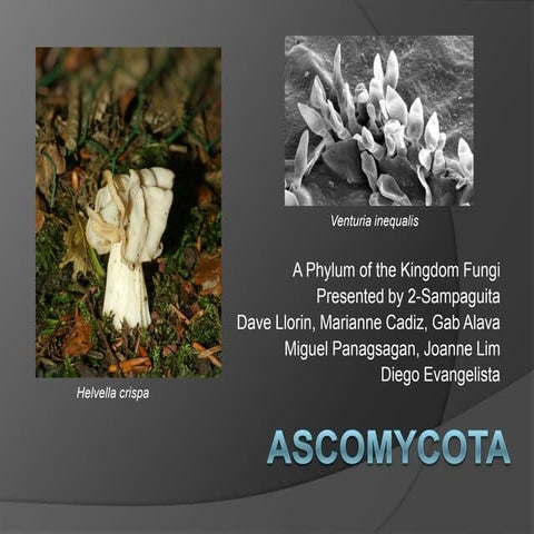 Ascomycota
