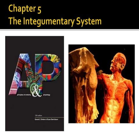 Bio 201 chapter 5 lecture