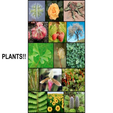 Chapter 22- Plant Diversity