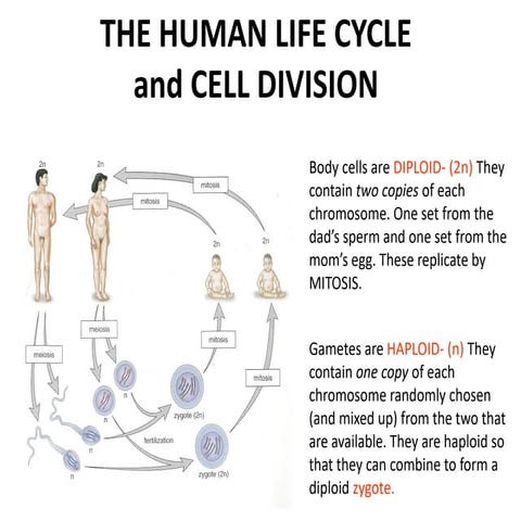 The Human life cycle and Cell Division - Mitosis and Meiosis | PPTX