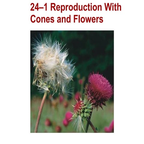 Chapter 24 lecture- Seeds