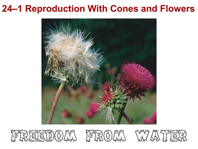Chapter 24- Seeds & Flowers
