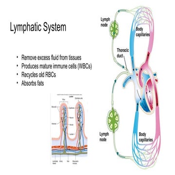 Bio250-20 Human Lymphatic System Lecture | PPTX
