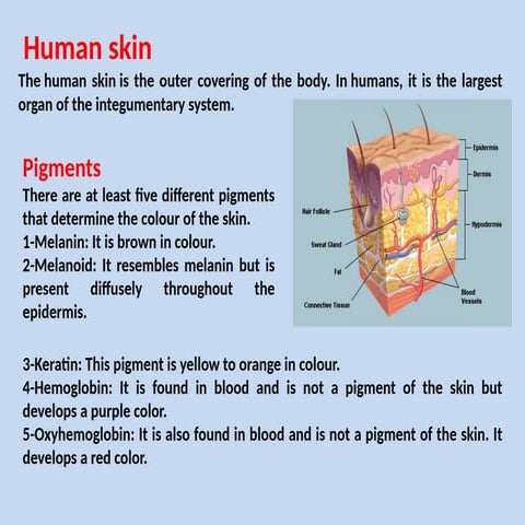 Medical terms: colors | PPTX