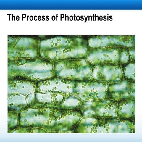 Biology 11- Photosynthesis.ppt