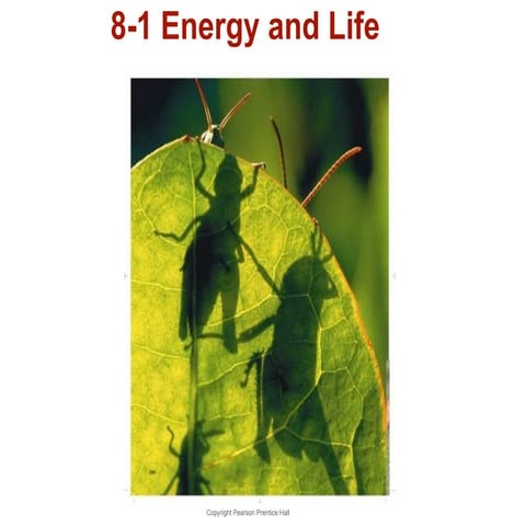 Chapter Eight- Photosynthesis