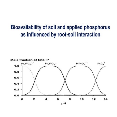 Bioavailability of soil and applied phosphorus as influenced by root ...