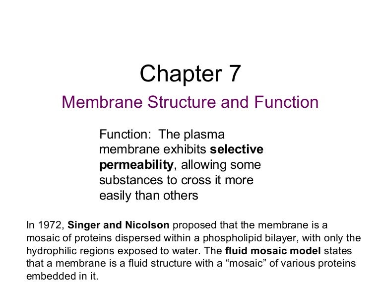 Chapter 7: Cell Membrane