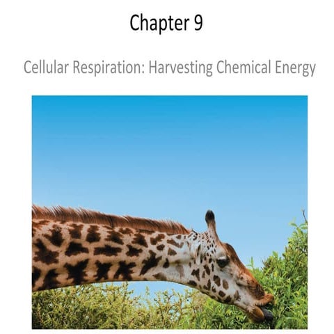 Chapter 9: Respiration