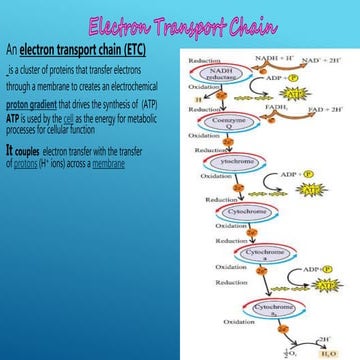 Electron Transport Chain and oxidative phosphorylation