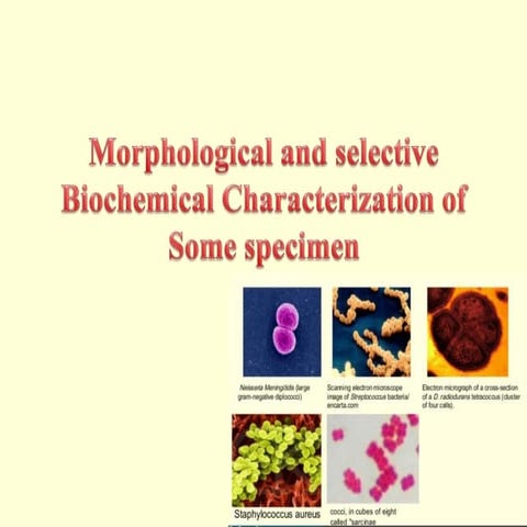 Morphological and Selective Biochemical characterization of some specimen