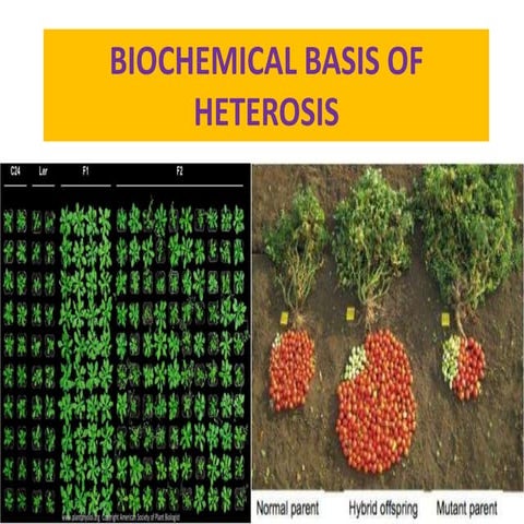 Biochemical basis of heterosis