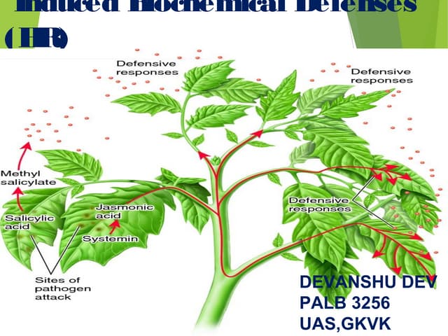 Biochemical plant defences(HR)