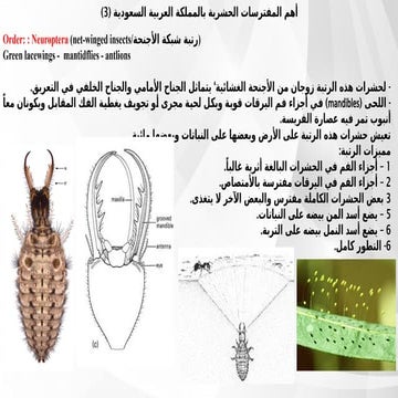 Comprehensive Study of Predatory Neuroptera Insects in Saudi Arabia | PPTX