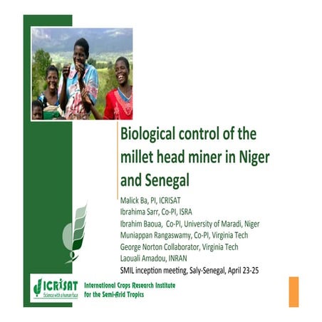 Biological control of the millet head miner in Niger and Senegal