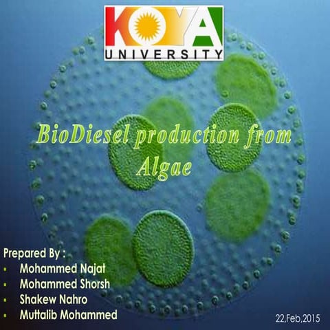 BioDiesel production from algae