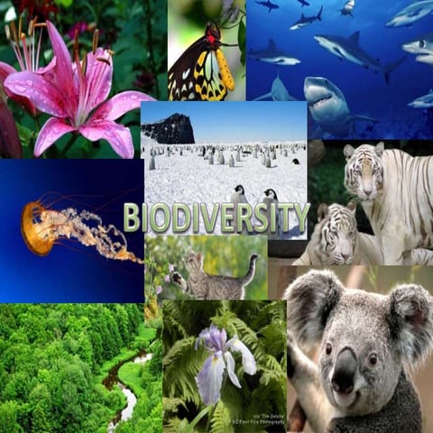 Biodiversity