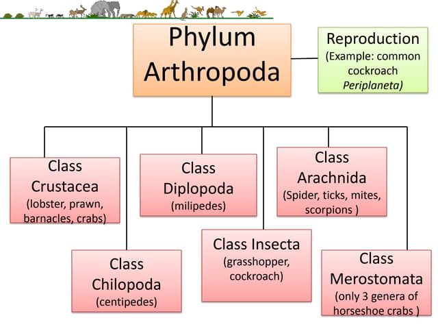 Cockroach Class 11th NEET CBSE NCERT Biology | PDF