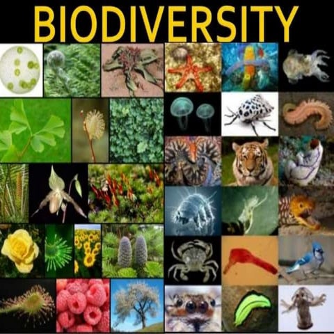 Biodiversity | PPTX