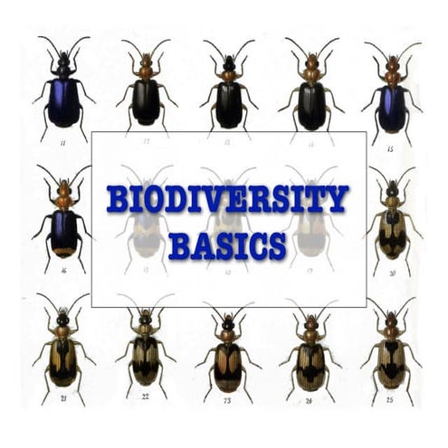 Biodiversity Basics