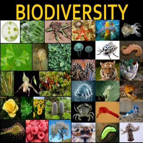 Biodiversity of India | PPTX
