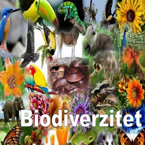 Biodiverzitet | PPT