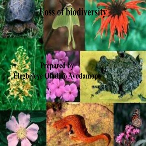 Biodiversity