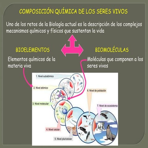 Biomoleculas organicas e inorganicas | PPTX