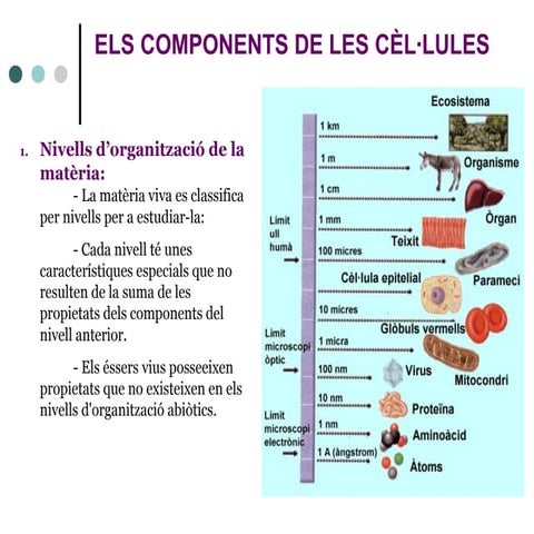 Bioelements | PPT