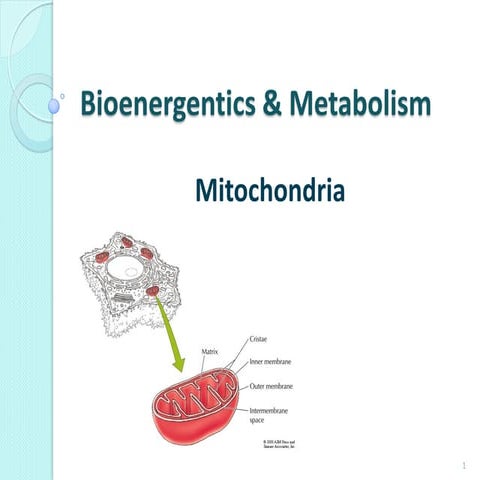 Bioenergentics & Metabolism