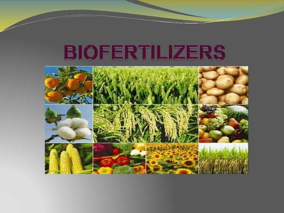 Production of Biofertilizers | PPT