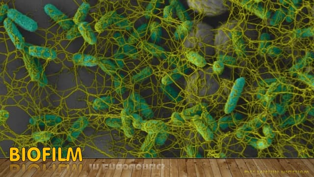 INTRODUCTION to the formation of BIOFILM.pptx