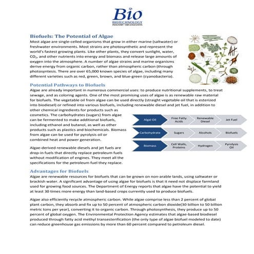 Algae the New BioEnergy Fuel