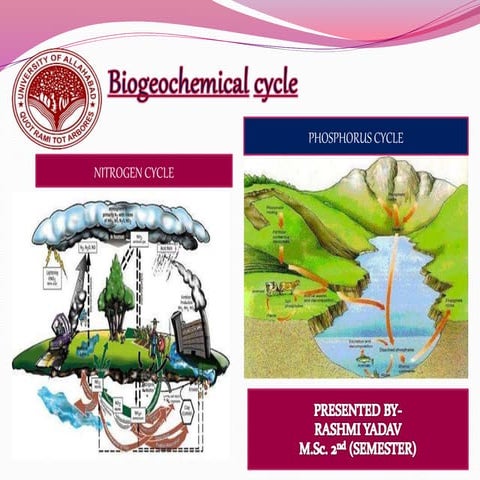 Biogeochemical cycle