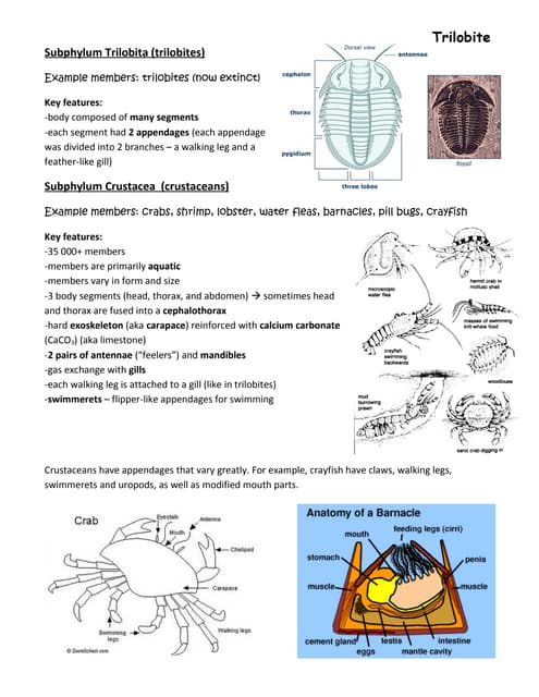 Types of Insect larvae | PPT