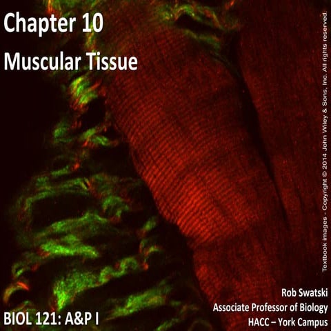 Biol121 chp10-pp-fall10-101104093038-phpapp02
