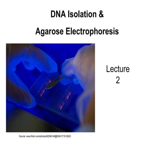 Biol2 Lecture 2 Dna Isolation And Agarose Gel