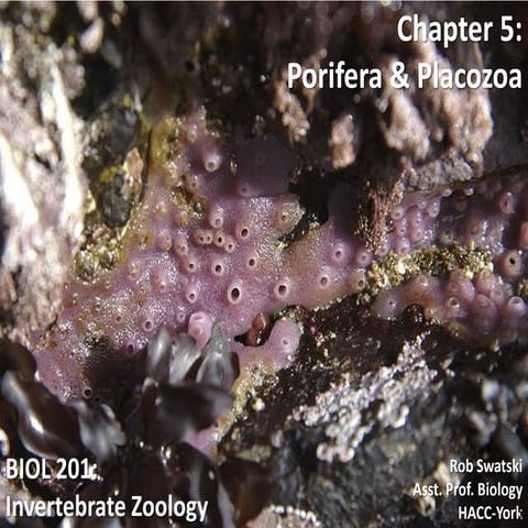 Biol201 chp5-pp-spr11-110219143125-phpapp02