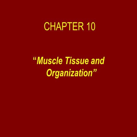 HISTOLOGY CH11 MUSCLE TISSUE
