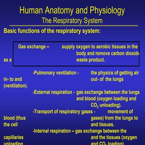 Human Anatomy&Physiology Respiratory S.