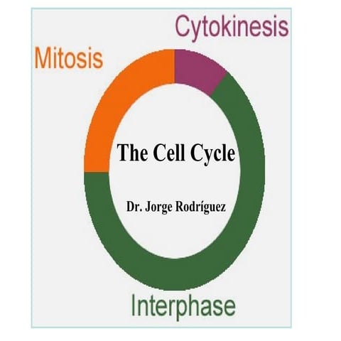The Cell Cycle