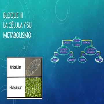 BIOLOGÍA I BLOQUE III LA CELULA Y SU METABOLISMO.pdf