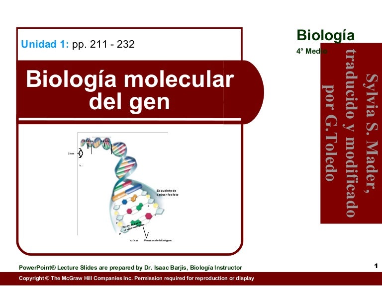 Biología molecular del gen