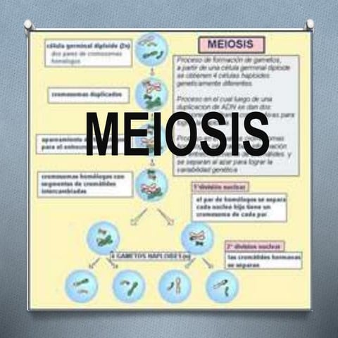 Meiosisi - Biología Humana - Angélica Vázquez