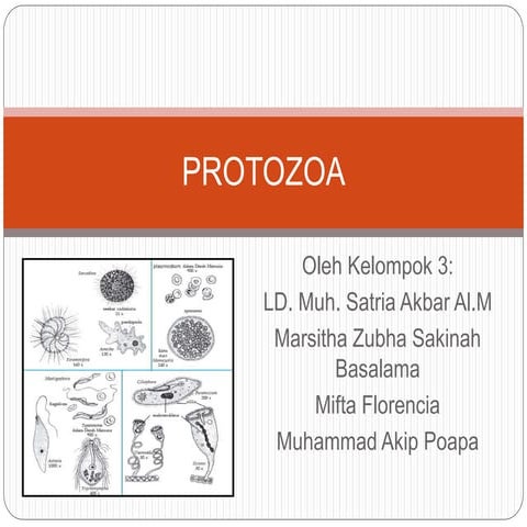 Protozoa