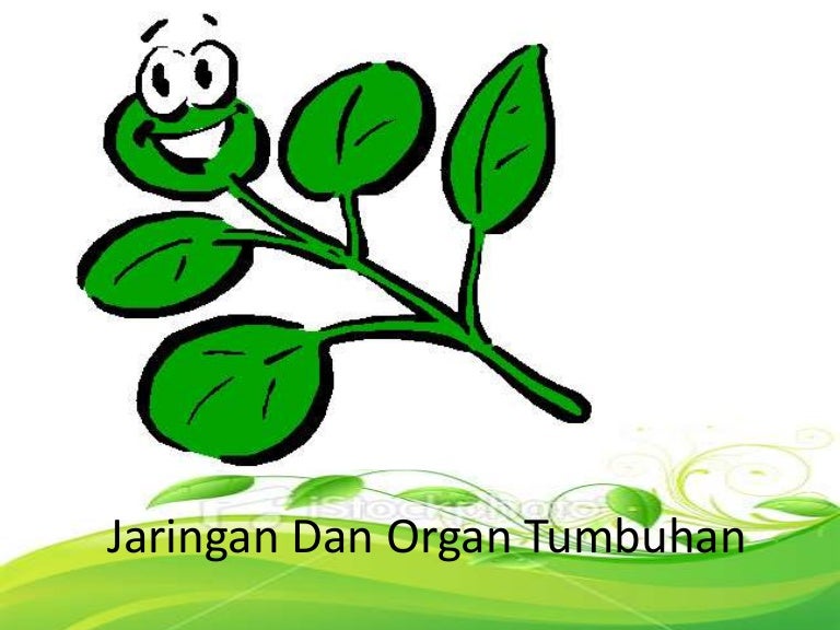 Biologi 11 Jaringan Tumbuhan