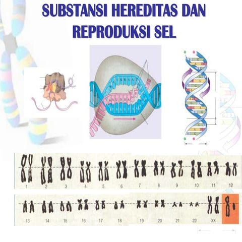 Biologi 12   substansi hereditas dan reproduksi sel