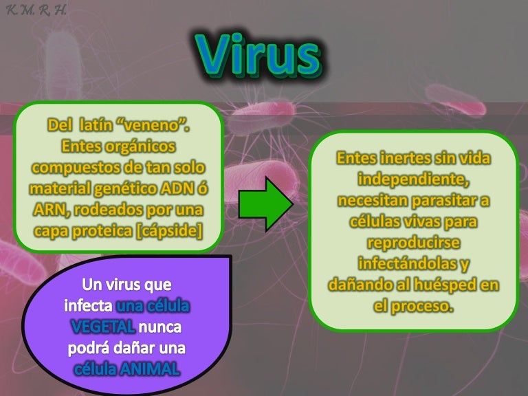 Los virus