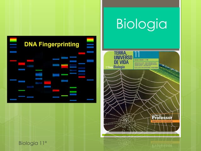 Biologia 11   replicação do dna